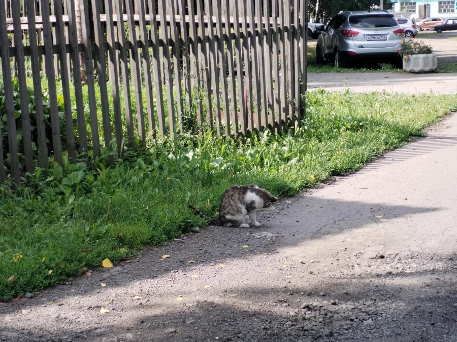 Село Ельцовка Ельцовского района Алтайского края. 2025 год. 