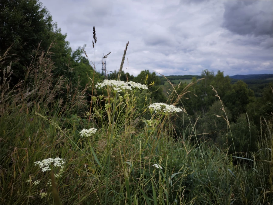 Село Ельцовка Ельцовского района Алтайского края. 2025 год. 