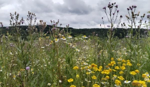 Село Ельцовка Ельцовского района Алтайского края. 2025 год. 