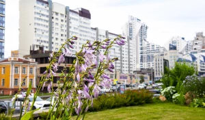 Цветы В Барнауле