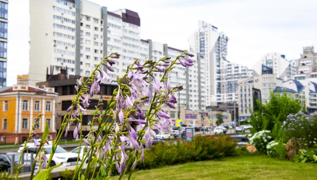 Цветы В Барнауле