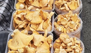 Лисички в Барнауле, 2025. 