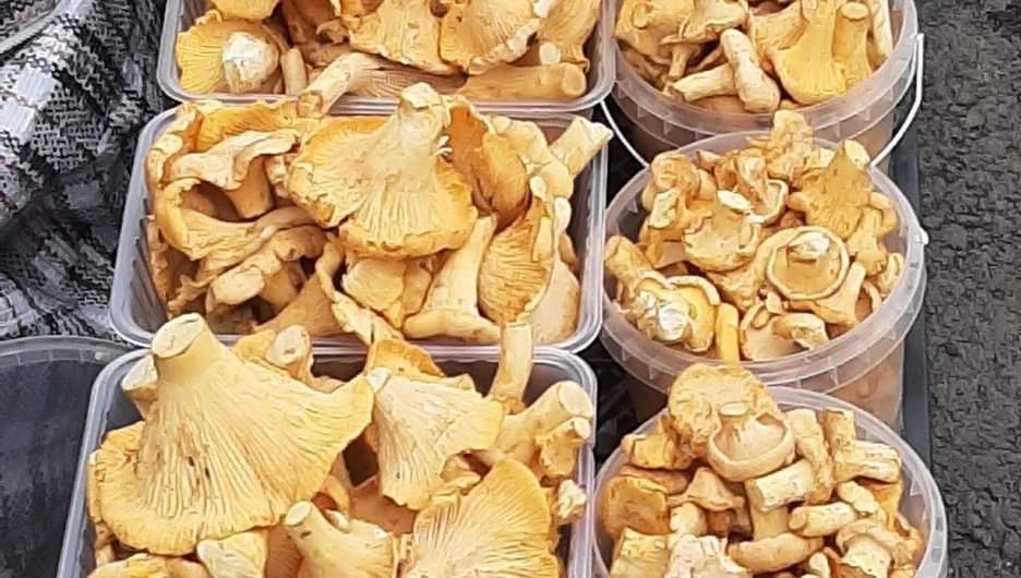 Лисички в Барнауле, 2025. 