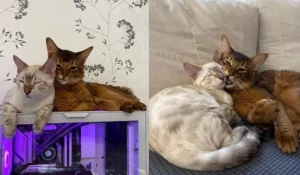 Фотографии животных на платформе. 