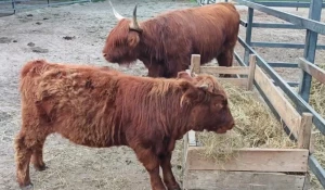 В Барнаульском зоопарке уже вырос теленок