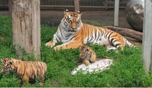 Тигра Багира со своими детьми 