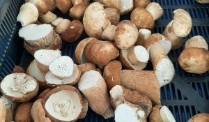 Белые грибы в Барнауле 