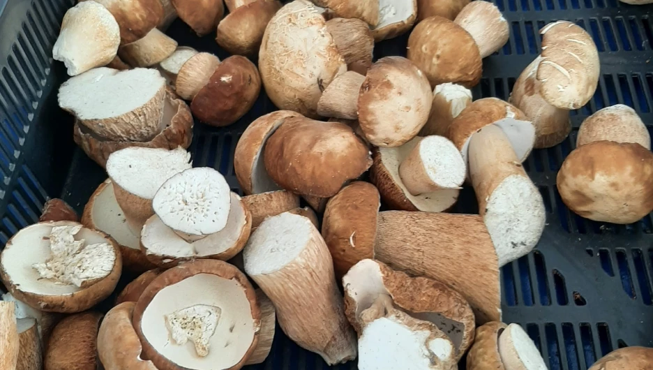 Белые грибы в Барнауле 