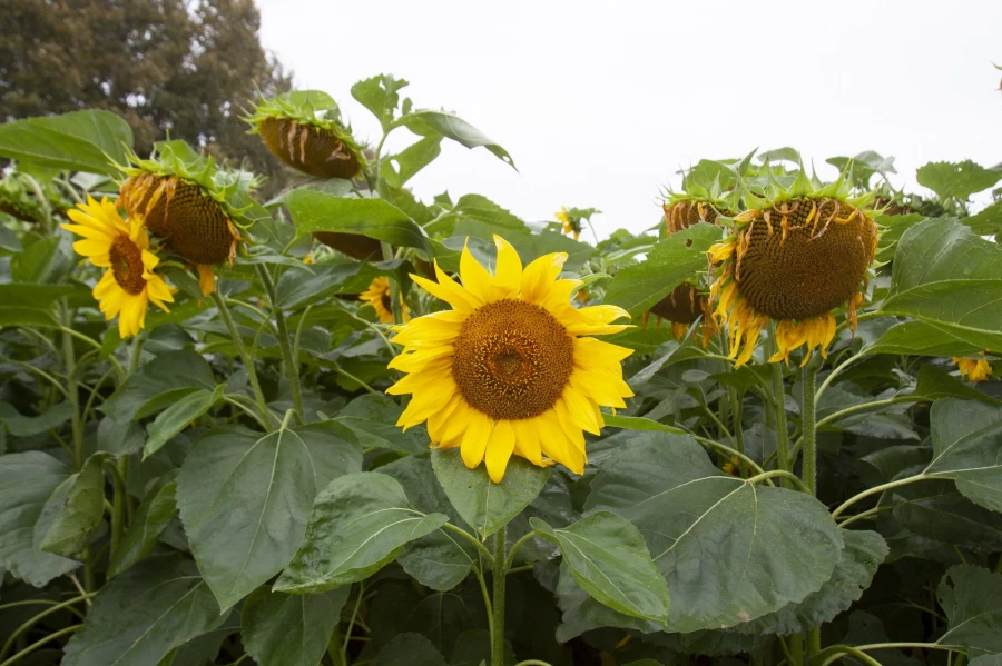Подсолнечник 