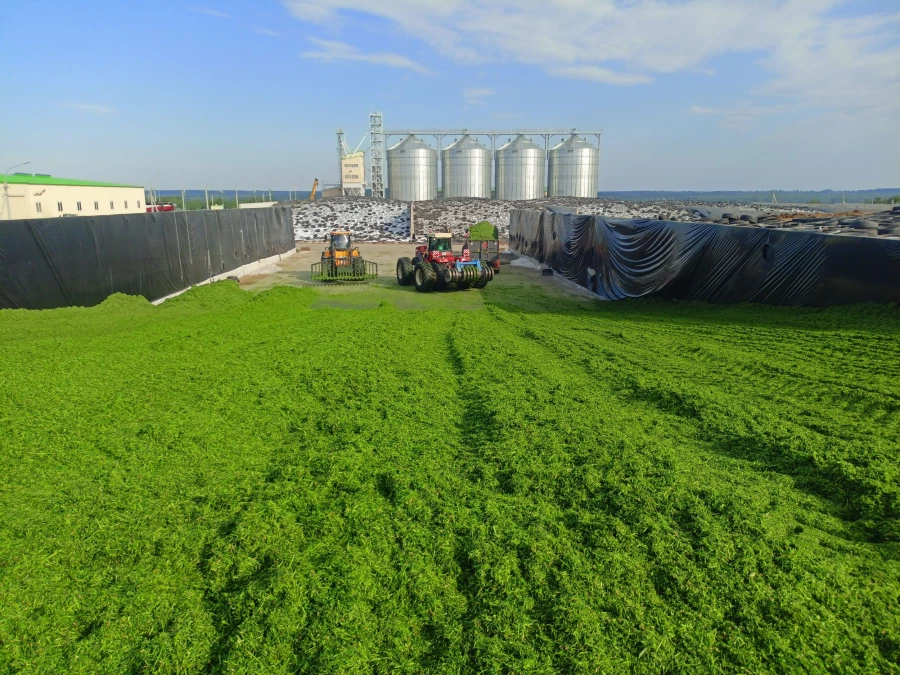 12 тысяч тонн зеленой массы заложили в силосные ямы.