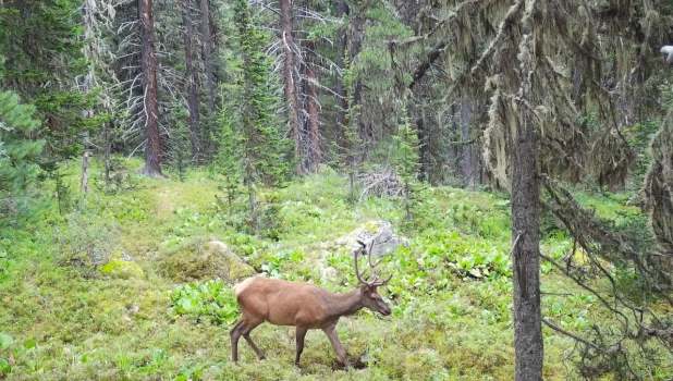 Хищники преследуют испуганных косуль и оленей на Алтае. 