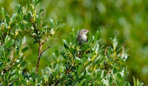 Природа Алтайского заповедника 