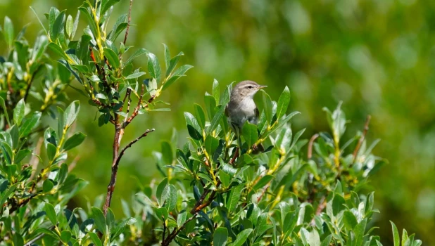 Природа Алтайского заповедника 