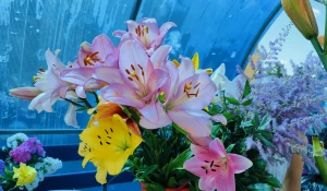 Цветы пенсионеров. Лилии