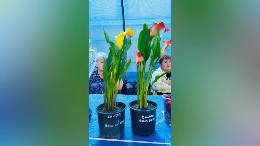Каллы Людмилы Каллы Людмилы