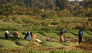 Африканские крестьяне 