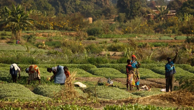 Африканские крестьяне 