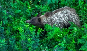 Нового необычного медведя заметили в окрестностях села Яйлю.