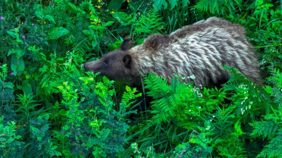 Нового необычного медведя заметили в окрестностях села Яйлю.