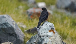 Клушицы-крикушицы