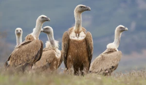 Стервятники 