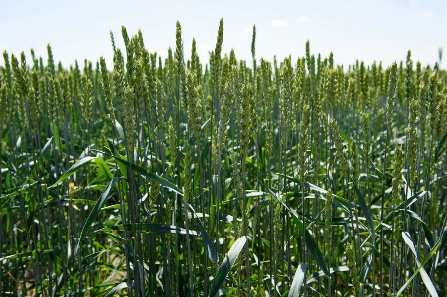 Семинар &quot;Культура семян&quot;