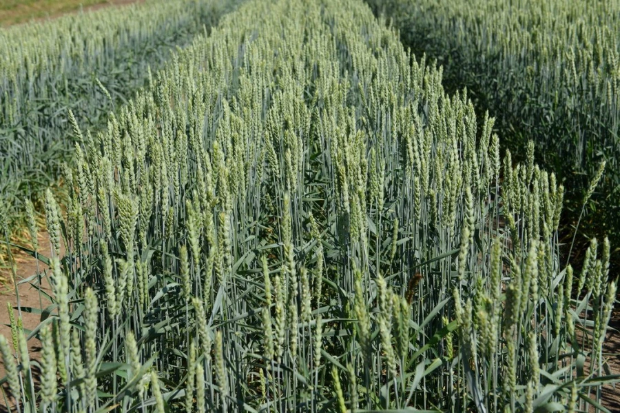 Семинар &quot;Культура семян&quot;