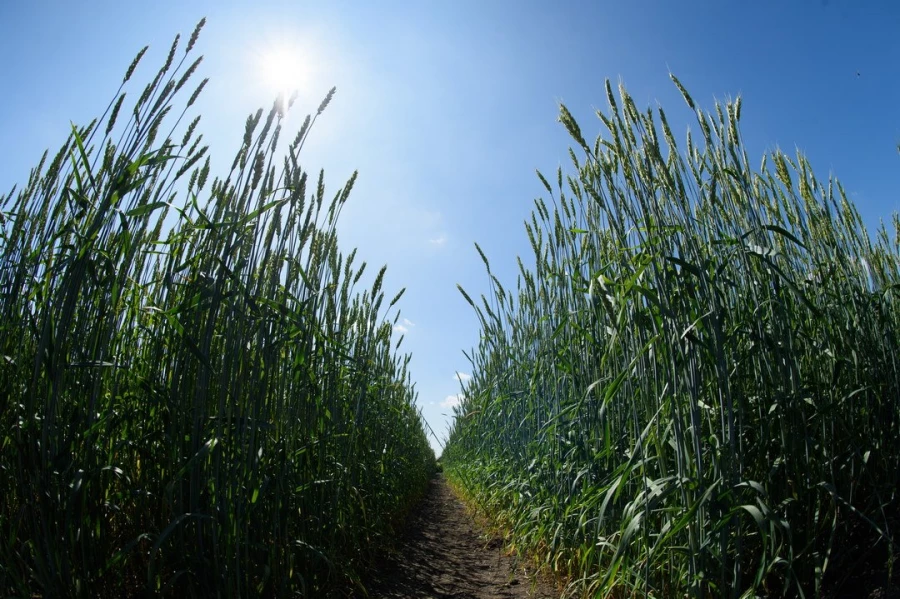 Семинар &quot;Культура семян&quot;