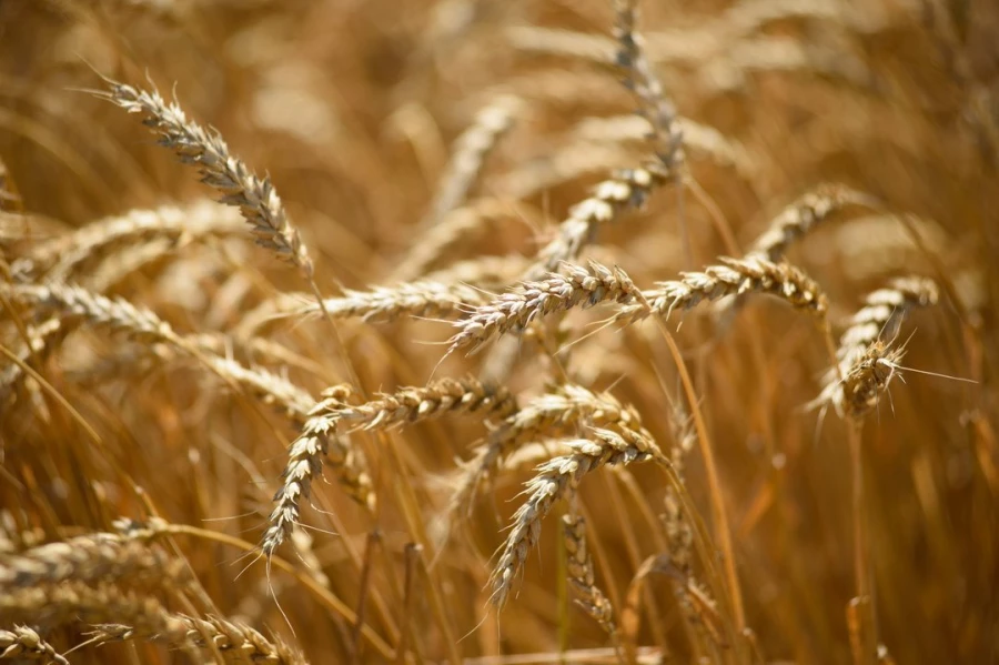 Семинар &quot;Культура семян&quot;