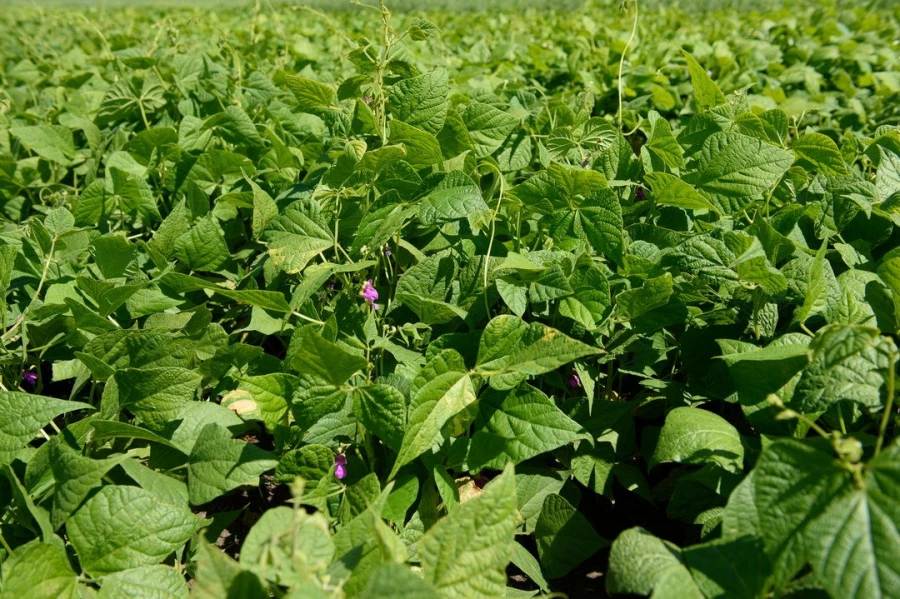 Семинар &quot;Культура семян&quot;