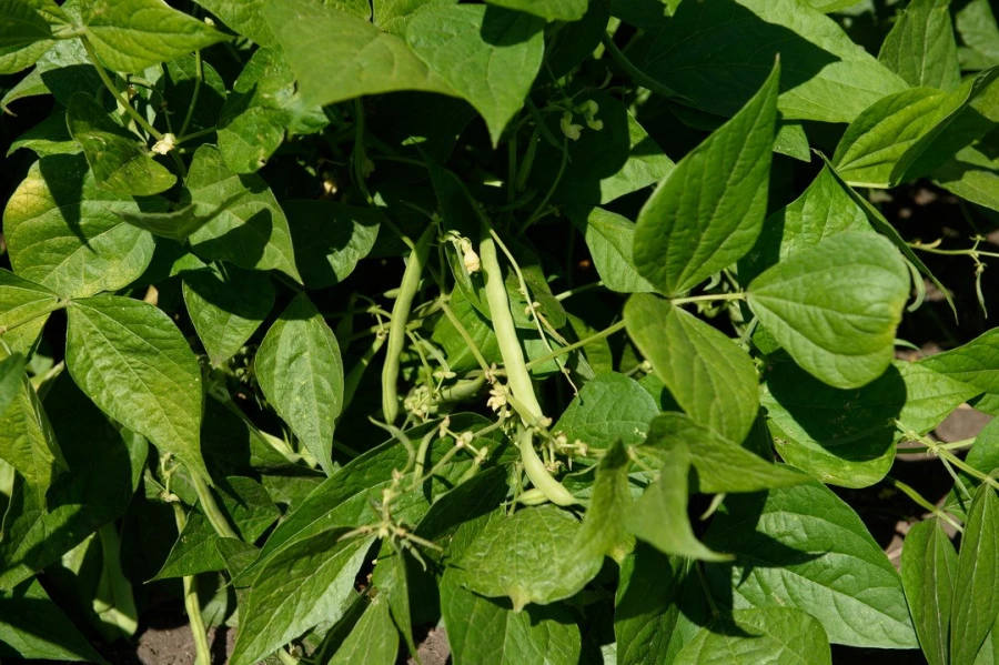 Семинар &quot;Культура семян&quot;