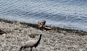 Редкий журавль-красавка на Алтае.