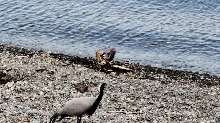 Редкий журавль-красавка на Алтае.