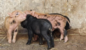Маленькие поросята в Барнаульском зоопарке.