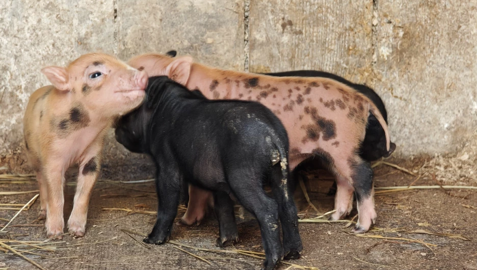 Маленькие поросята в Барнаульском зоопарке.