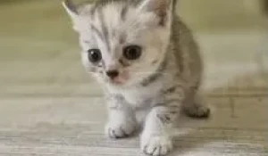 В Барнауле в добрые руки отдают маленьких пучеглазых котят.