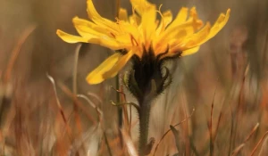 Цветочная феерия