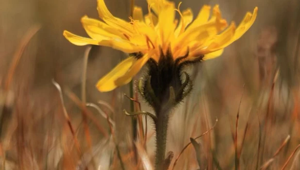 Цветочная феерия