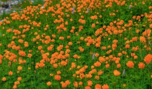 Купальница азиатская в Алтайском заповеднике.