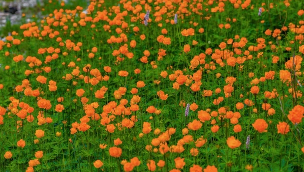 Купальница азиатская в Алтайском заповеднике.