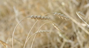 Поля. Алтайский край. Сельское хозяйство. Урожай. Пшеница.