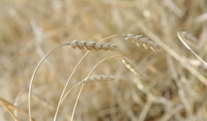 Поля. Алтайский край. Сельское хозяйство. Урожай. Пшеница.