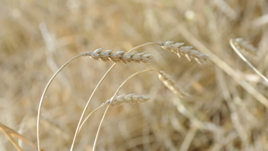 Поля. Алтайский край. Сельское хозяйство. Урожай. Пшеница.