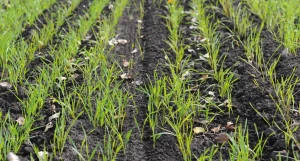 Поля. Алтайский край. Сельское хозяйство. Урожай.