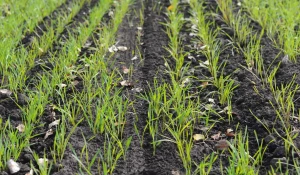 Поля. Алтайский край. Сельское хозяйство. Урожай.