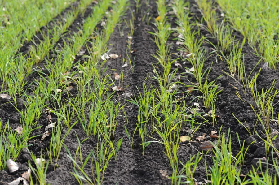 Поля. Алтайский край. Сельское хозяйство. Урожай.