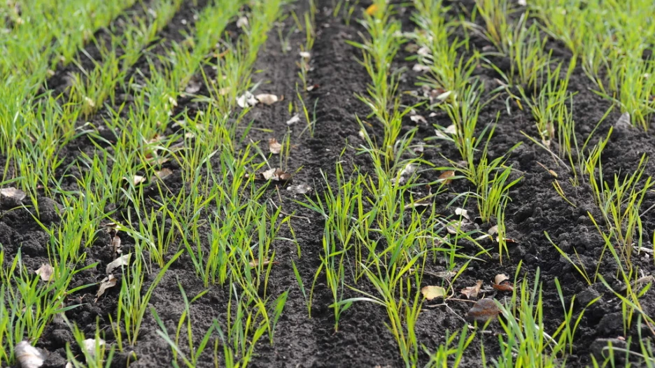 Поля. Алтайский край. Сельское хозяйство. Урожай.