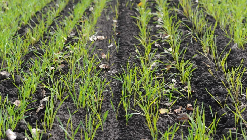 Поля. Алтайский край. Сельское хозяйство. Урожай.