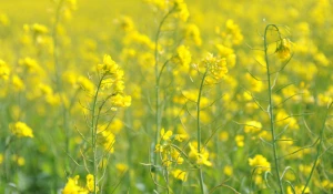 Поля. Алтайский край. Сельское хозяйство. Урожай. Рапс.