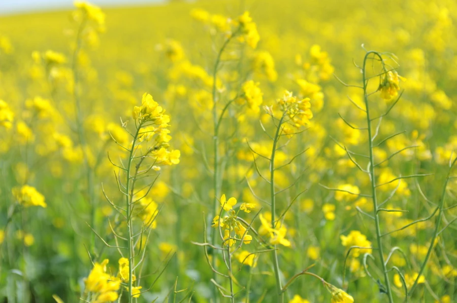 Поля. Алтайский край. Сельское хозяйство. Урожай. Рапс.